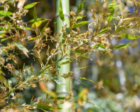 Após 120 anos de crescimento, um bambu japonês acabou de florescer. E isso é um problema