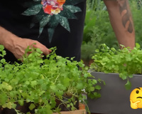 Eu amo coentro e só uso fresco nas receitas depois que aprendi com um jardineiro os segredos para cultivar o tempero em casa