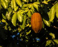 Muita gente tem em casa: 3 plantas valiosas para a nutrição que o TudoGostoso recomenda conhecer