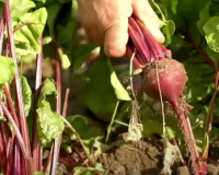 Beterraba livre de agrotóxicos só plantando em casa: esse é o melhor passo a passo para plantar em vaso ou no canteiro e com dicas de cultivo!
