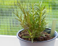 Não serve só como tempero: benefícios de colocar um vaso de alecrim no quarto