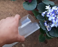 Fiz essa mistura caseira para uma orquídea que estava quase morrendo e agora não para de sair raízes