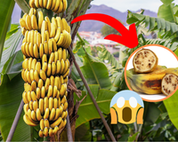 Os dias da banana como a conhecemos estão contados. Uma pequena variedade australiana quer salvá-la