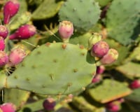 A fruta rústica que nasce no deserto, não exige rega e dá um show de saúde
