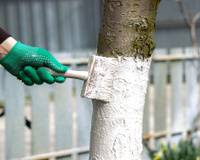 Por que pintam as árvores de branco nas plantações? Entenda o que é a caiação do tronco e se vale a pena fazer em casa