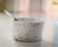 Esse ingrediente, que todos nós temos em nossa cozinha, é usado para espantar formigas sem o uso de pesticidas