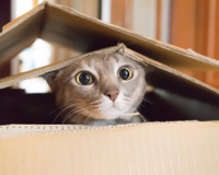 6 alimentos proibidos para gatos