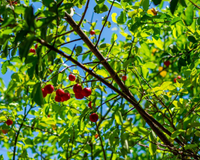 Fruta o ano inteiro: descubra a árvore ideal para cultivar em casa e fazer sucos e geleias com o TudoGostoso