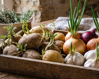 Batatas, cebolas e alho com brotos: jogar fora ou comer? TudoGostoso explica o que você precisa saber