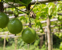 Poucos sabem, mas essas são as etapas para plantar maracujá no quintal e colher belos frutos