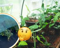 Nem panos, nem estufa: o truque caseiro simples e econômico que está salvando as minhas plantas no inverno