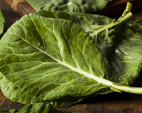 Couve manteiga: confira os benefícios que vão te fazer adotar essa hortaliça no seu dia a dia