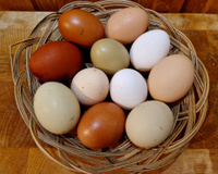 Kathy Alfaro, nutricionista: “Nem todos os ovos são iguais. Existem três variedades.”