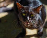 O que significa quando um gato preto aparece na sua casa uma vez por mês?