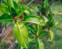 A carne dos pobres: a planta trepadeira que tem mais proteína que o feijão