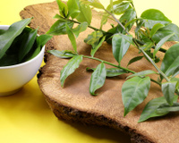 Ora-pro-nóbis é hortaliça maromba? Rica em proteína, folha ganhou apelido de 'carne verde'