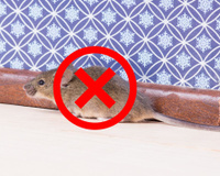 Mantenha os ratos longe de sua casa permanentemente com uma mistura simples borrifada no chão