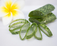 Babosa: usos desta planta maravilhosa