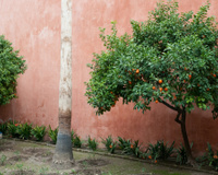 Não tem muito espaço em casa? Essas 5 árvores frutíferas crescem sem danificar calçadas e pisos e também podem ficar em vasos
