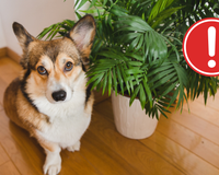 Planta popular na decoração pode atrair carrapatos e afetar seu cachorro ou gato sem você saber