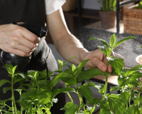 Ter hortelã em casa é mais fácil do que você pensa e com essa dica ela vai ficar sempre cheia e perfumada