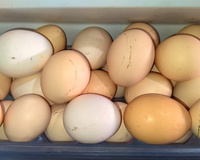 A cor da casca do ovo importa? Ou são todos iguais? Descubra qual escolher!