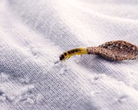 Dois ingredientes baratos e as traças desapareceram do armário como se tivessem sido levadas pelo vento: não me preocupo mais com roupas com esse truque do TudoGostoso