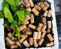María Ferrarotto, especialista em plantas: “Se você colocar rolhas na terra dos vasos de flores, isso ajudará as plantas a se recuperarem e a produzirem flores”