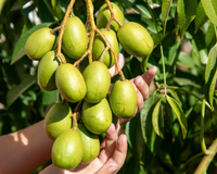 Conheça a fruta tropical que nasce em qualquer lugar e ajuda na digestão