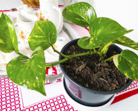 Plantas para decorar a cozinha: confira 6