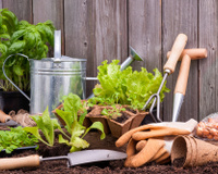 Horta em casa: confira algumas dicas para cultivar suas próprias hortaliças e temperos