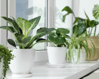 As 3 plantas mais fáceis de serem cultivadas em casa; você vai até mesmo esquecer que elas estão lá