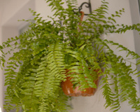 Nem na sala, nem na varanda: o melhor lugar para pendurar a samambaia é em um cômodo que ninguem coloca