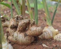 Como plantar gengibre corretamente: sempre fiz errado, agora aprendi a preparar a terra com um competente biólogo