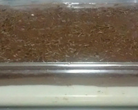 Doce tipo Prestígio