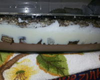 Pavê de Bis bicolor