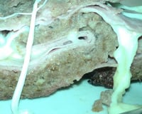 Rocambole de carne moída com queijo e presunto