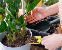 Minha zamioculca sempre ficava feia até quem um jardineiro revelou o que eu estava fazendo de errado