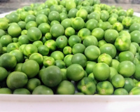 Jurubeba: o que é e como fazer conserva