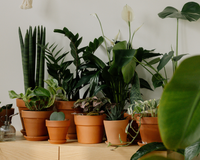 Unindo o útil ao agradável: cultive plantas que melhoram a qualidade do ar e deixam o ambiente mais bonito