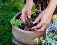 Todo dono de suculenta precisa saber: esse erro simples e silencioso pode estar está matando as suas plantinhas