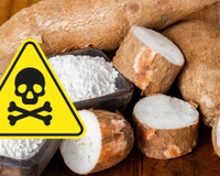 Mandioca é tóxica e pode fazer mal para a saúde se você não prestar atenção nesses detalhes importantes