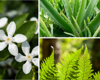 Como transformar seu quintal em um refúgio de bem-estar com plantas fáceis de cuidar