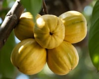 Quase ninguém conhece: fruta com polpa dourada e cremosa tem sabor de doce de leite e está conquistando os jardineiros