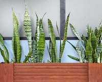 Nem sombra, nem sol pleno: descubra a luz perfeita para a espada-de-são-jorge