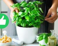 Desde que descobri o poder desse ingrediente para as minhas plantas, nunca mais eu joguei fora!