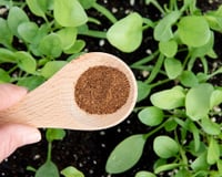 Nem canela, nem borra de café: é isso que você precisa polvilhar ao redor das suas plantas para elas crescerem saudáveis e mais rápido