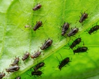 O terror dos jardineiros pode ser evitado rapidamente: 4 remédios naturais eficazes para pulgões