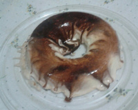 Delícia gelada (bolo gelado tipo sorvete)