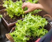 Horta em casa: Veja 5 itens para ter uma horta interna e cultivar seus próprios temperos